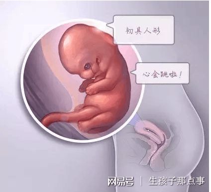 关于青碧生殖